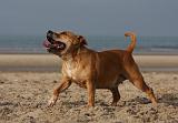 STAFFIE 354